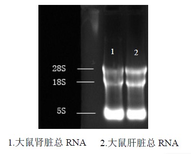 DNA/RNA保护液